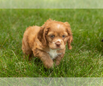 Small Photo #14 Cocker Spaniel Puppy For Sale in NAPPANEE, IN, USA