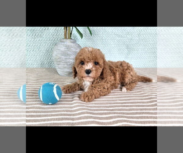 Medium Photo #2 Cavapoo (Standard) Puppy For Sale in GREENFIELD, IN, USA