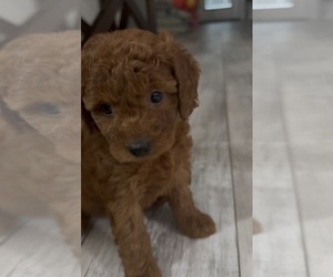 Medium Golden Retriever-Poodle (Toy) Mix