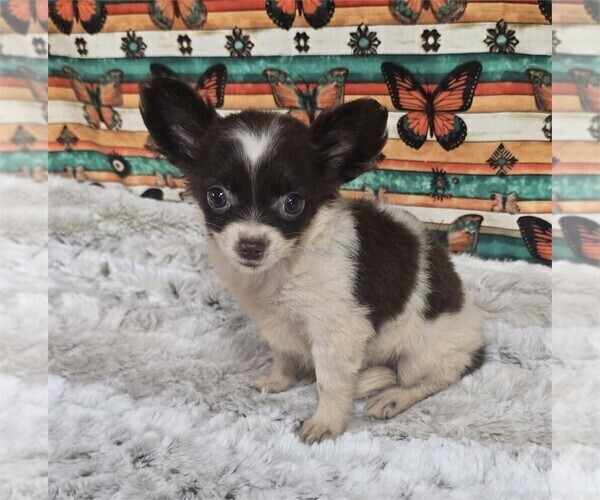 Medium Photo #11 Chihuahua Puppy For Sale in BOSTON, MA, USA