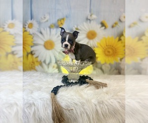 Boston Terrier Puppy for sale in RIPLEY, MS, USA