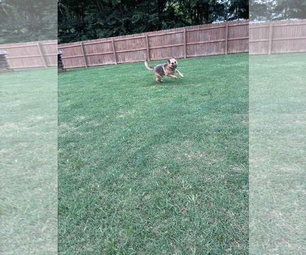 Medium Photo #3 German Shepherd Dog Puppy For Sale in New Hill, NC, USA