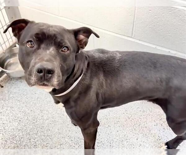 Medium Photo #2 Mutt Puppy For Sale in Houston, TX, USA