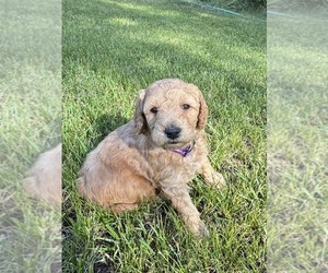 Medium Goldendoodle