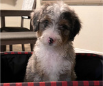 Puppy Barbie Bernedoodle