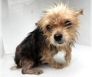 Mutt Dogs for adoption in Houston, TX, USA