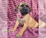 Small Photo #3 Cane Corso Puppy For Sale in MINERAL WELLS, WV, USA