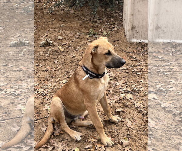 Medium Photo #2 Labrador Retriever-Unknown Mix Puppy For Sale in Fort Worth, TX, USA