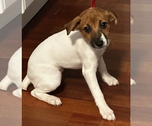 Jack Russell Terrier Puppy for sale in CROSS JUNCTION, VA, USA