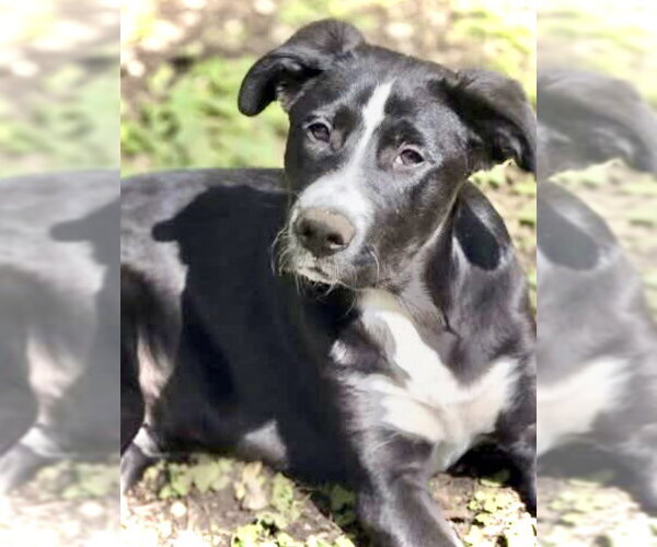 Medium Photo #2 Mutt Puppy For Sale in Crandall, GA, USA