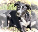Small #1 Mutt