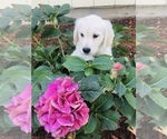 Small Photo #15 Golden Retriever Puppy For Sale in FORT STEILACOOM, WA, USA
