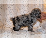 Small #27 Poodle (Toy)