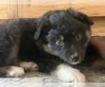 Small Photo #31 Miniature Australian Shepherd Puppy For Sale in BETHANY, IL, USA