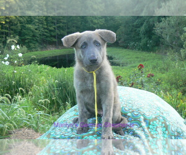 Medium Photo #4 German Shepherd Dog Puppy For Sale in PIEDMONT, MO, USA