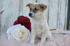 Small Photo #3 Australian Cattle Dog Puppy For Sale in HONEY BROOK, PA, USA
