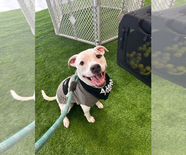 Medium Photo #1 Boxer-Unknown Mix Puppy For Sale in Bellingham, WA, USA