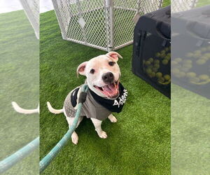 Medium Boxer Mix