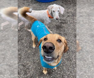 Buster - Male Labrador Retriever-Unknown Mix Dog for Adoption - Photo #4
