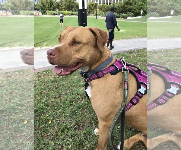 Medium Photo #24 American Staffordshire Terrier-Unknown Mix Puppy For Sale in Sanford, FL, USA
