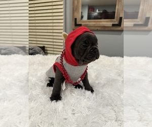 French Bulldog Puppy for sale in EASTON, PA, USA