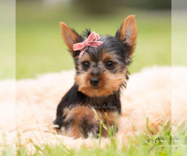 Medium Photo #4 Yorkshire Terrier Puppy For Sale in WARSAW, IN, USA