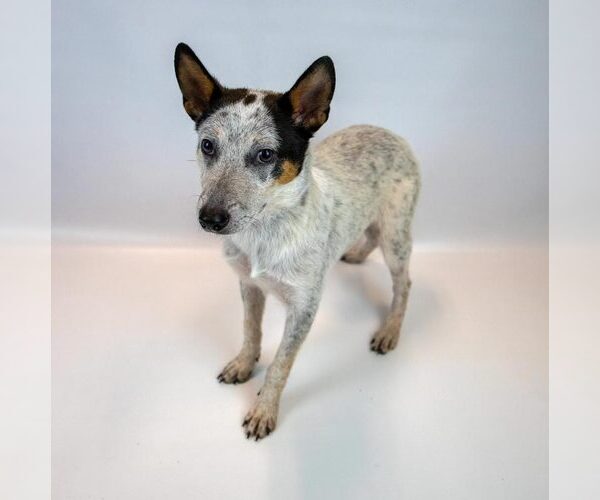 Medium Photo #5 Jack Russell Terrier-Unknown Mix Puppy For Sale in Kennesaw, GA, USA