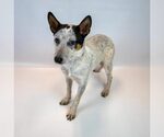 Small #4 Jack Russell Terrier Mix