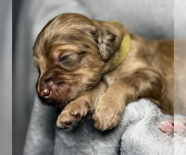 Medium Photo #6 Goldendoodle Puppy For Sale in HOWARD CITY, MI, USA