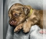 Small Photo #11 Goldendoodle Puppy For Sale in HOWARD CITY, MI, USA