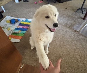 Father of the Chow Chow-Samoyed Mix puppies born on 09/01/2025