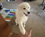 Small Photo #1 Chow Chow-Samoyed Mix Puppy For Sale in GRANGER, WA, USA