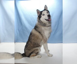 Siberian Husky Dogs for adoption in Burbank, CA, USA