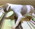 Small Photo #3 Italian Greyhound Puppy For Sale in BROOKLYN, NY, USA