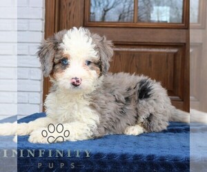 Bernedoodle (Miniature) (+ Poodle Miniature) Puppy for sale in NARVON, PA, USA