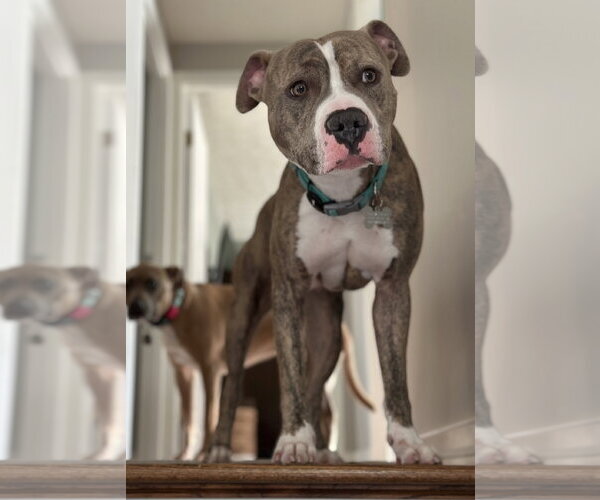 Medium Photo #12 American Pit Bull Terrier Puppy For Sale in Alexandria, VA, USA