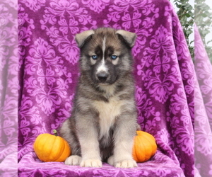 Siberian Husky Puppy for sale in KIRKWOOD, PA, USA