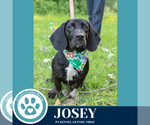 Small #3 Basset Hound Mix