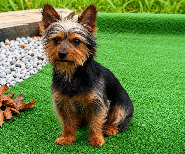 Medium Photo #1 Yorkshire Terrier Puppy For Sale in ENOREE, SC, USA