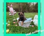Small Photo #1 German Shepherd Dog Puppy For Sale in FALMOUTH, VA, USA