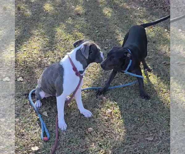 Medium Photo #5 Rottweiler-Unknown Mix Puppy For Sale in Rockaway, NJ, USA