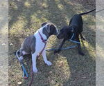Small #4 Rottweiler Mix