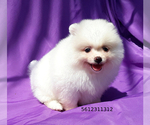 Small Photo #6 Pomeranian Puppy For Sale in PALM BCH GDNS, FL, USA