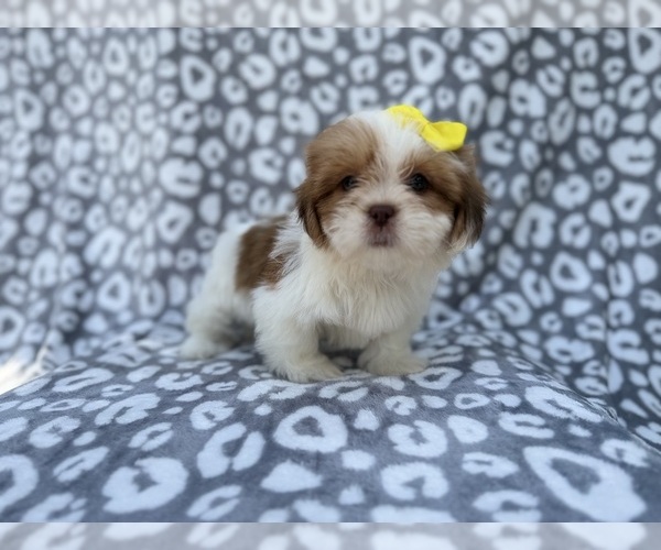 Medium Photo #5 Lhasa Apso Puppy For Sale in LAKELAND, FL, USA