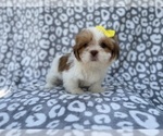 Small #4 Lhasa Apso