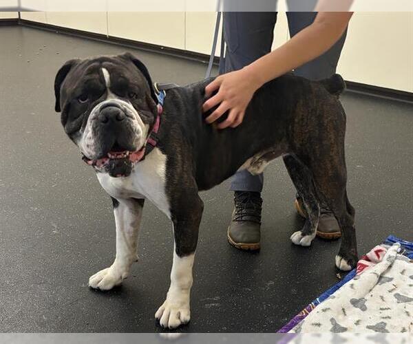 Medium Photo #1 American Bulldog Puppy For Sale in Pasadena, CA, USA