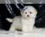 Small #1 Maltese