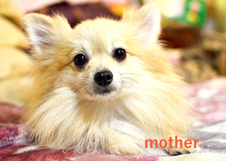 Mother of the Pomeranian puppies born on 11/23/2016