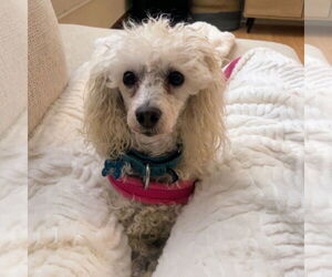 Poodle (Miniature) Dogs for adoption in Fargo, ND, USA