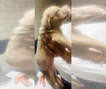 Small #12 American Bully